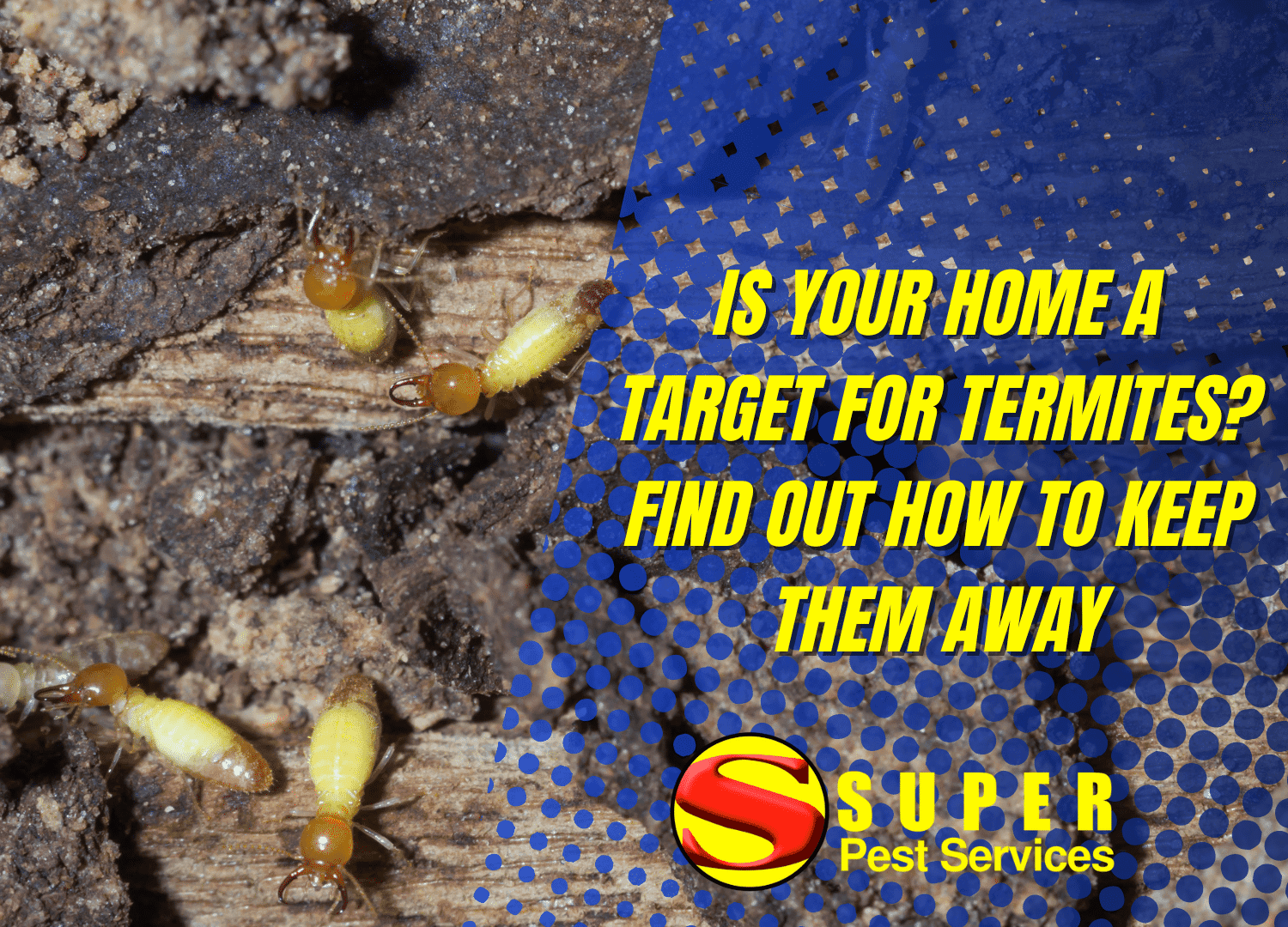 Close-up of termites in wood next to bold text: Is your home a target for termites? Discover expert ways to keep them away. The Super Pest Services logo appears at the bottom right.