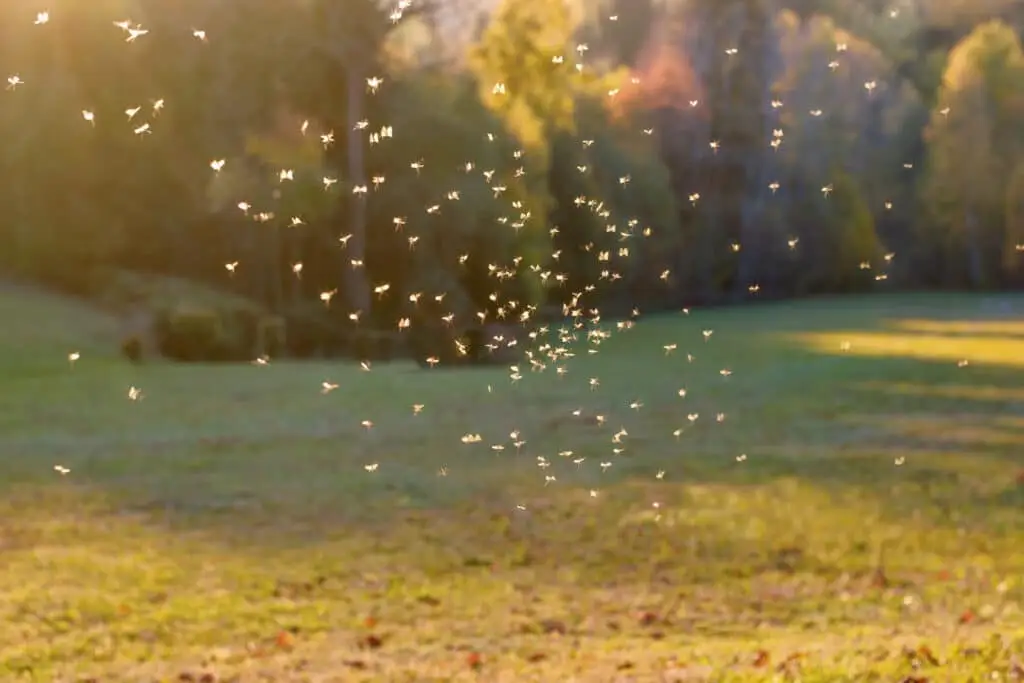 A swarm of small insects flies over a sunlit grassy field with trees on a bright day—consider using a mosquito repellant technique to enjoy the outdoors comfortably.
