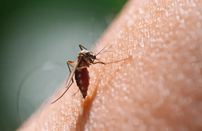 A close-up of a mosquito with a dark body and long legs, feeding on human skin. The mosquito’s proboscis is inserted into the skin, highlighting the importance of Dallas Fort Worth Pest control for personal protection. Fine body hairs are visible on the person’s arm.