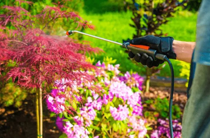 A person wearing gloves uses a garden sprayer for Four Seasons pest control on a red ornamental plant in a colorful garden filled with blooming flowers on a sunny day.