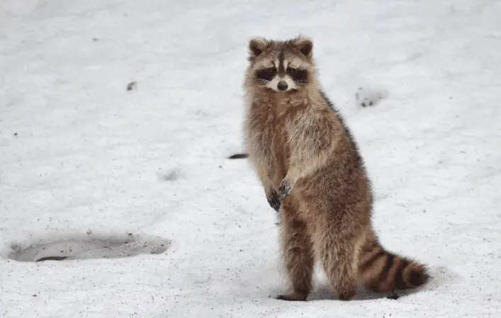 A raccoon stands upright on its hind legs in the snow, looking toward the camera. Its thick fur, black mask, and ringed tail are clearly visible—an example of a winter pest that highlights the importance of winter pest management.