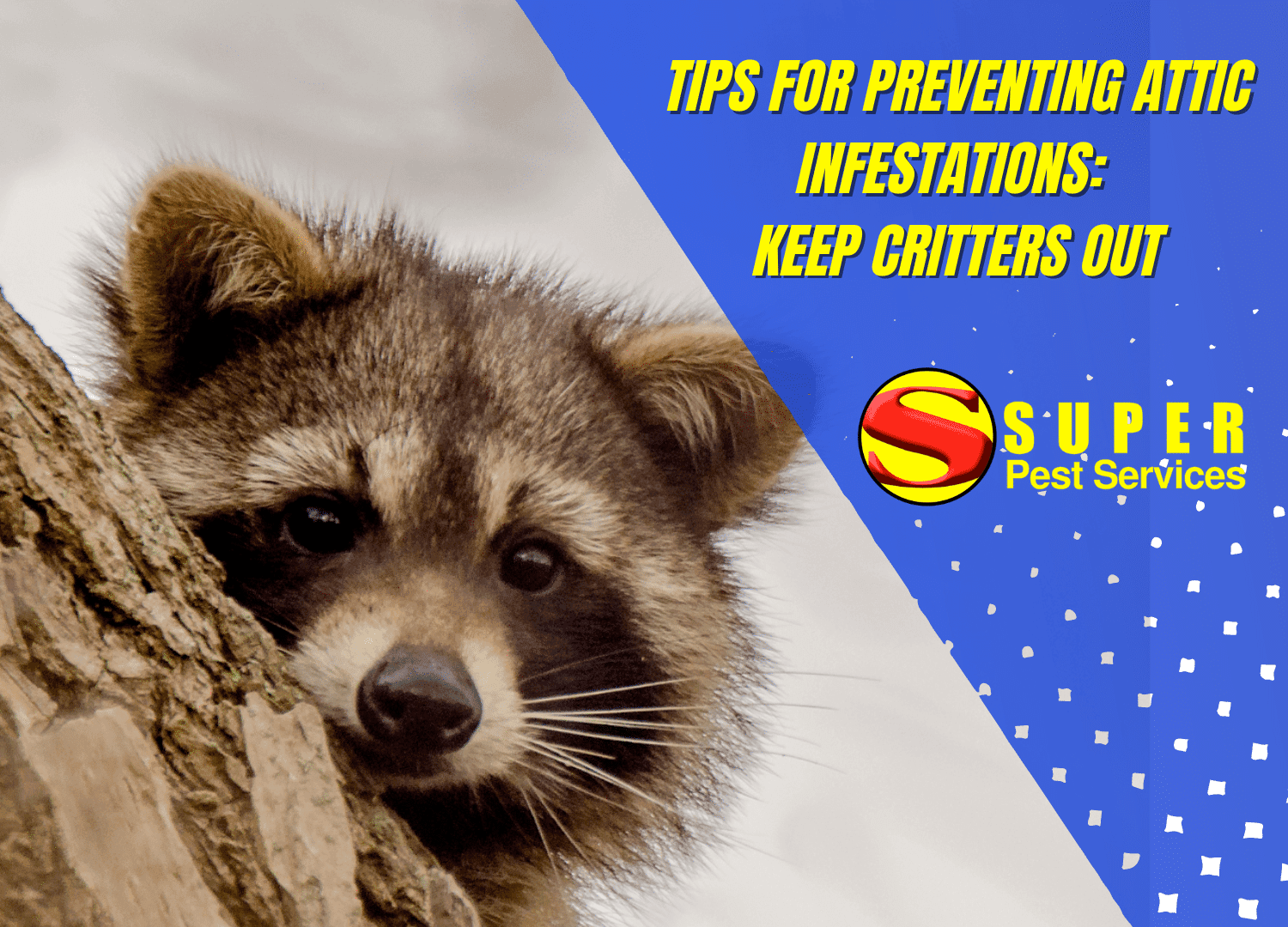 A raccoon peeks from behind a tree; text reads, Tips for preventing attic infestations: keep critters out. The Super Pest Services logo and name appear on a blue design with white dots.