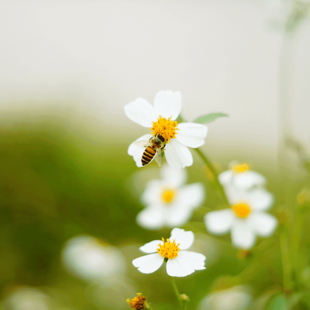 A bee collects nectar from the center of a white daisy-like flower with a yellow middle, surrounded by similar flowers—a scene reminiscent of nature before bee removal Dallas services are required.