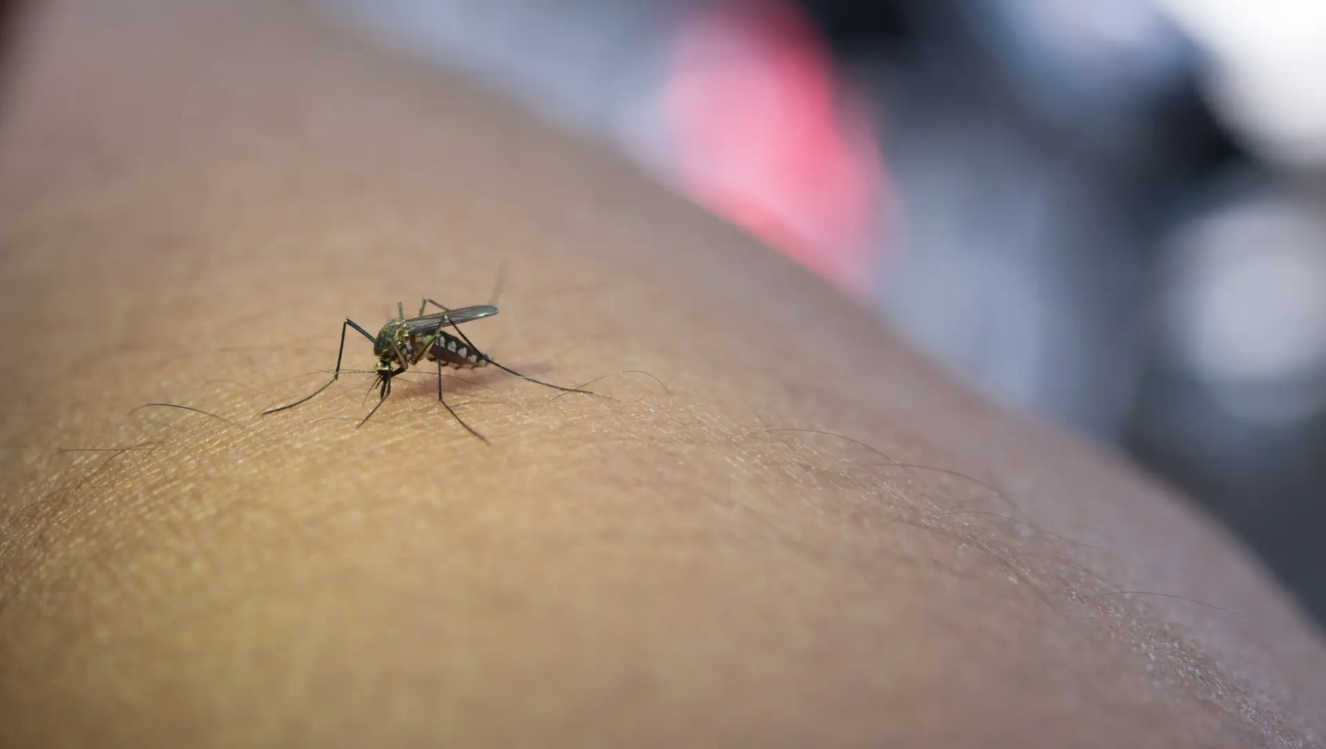 A close-up of a mosquito perched on human skin and preparing to bite, highlighting the insect and skin texture. Perfect for illustrating mosquito prevention or the effectiveness of a mosquito trap.