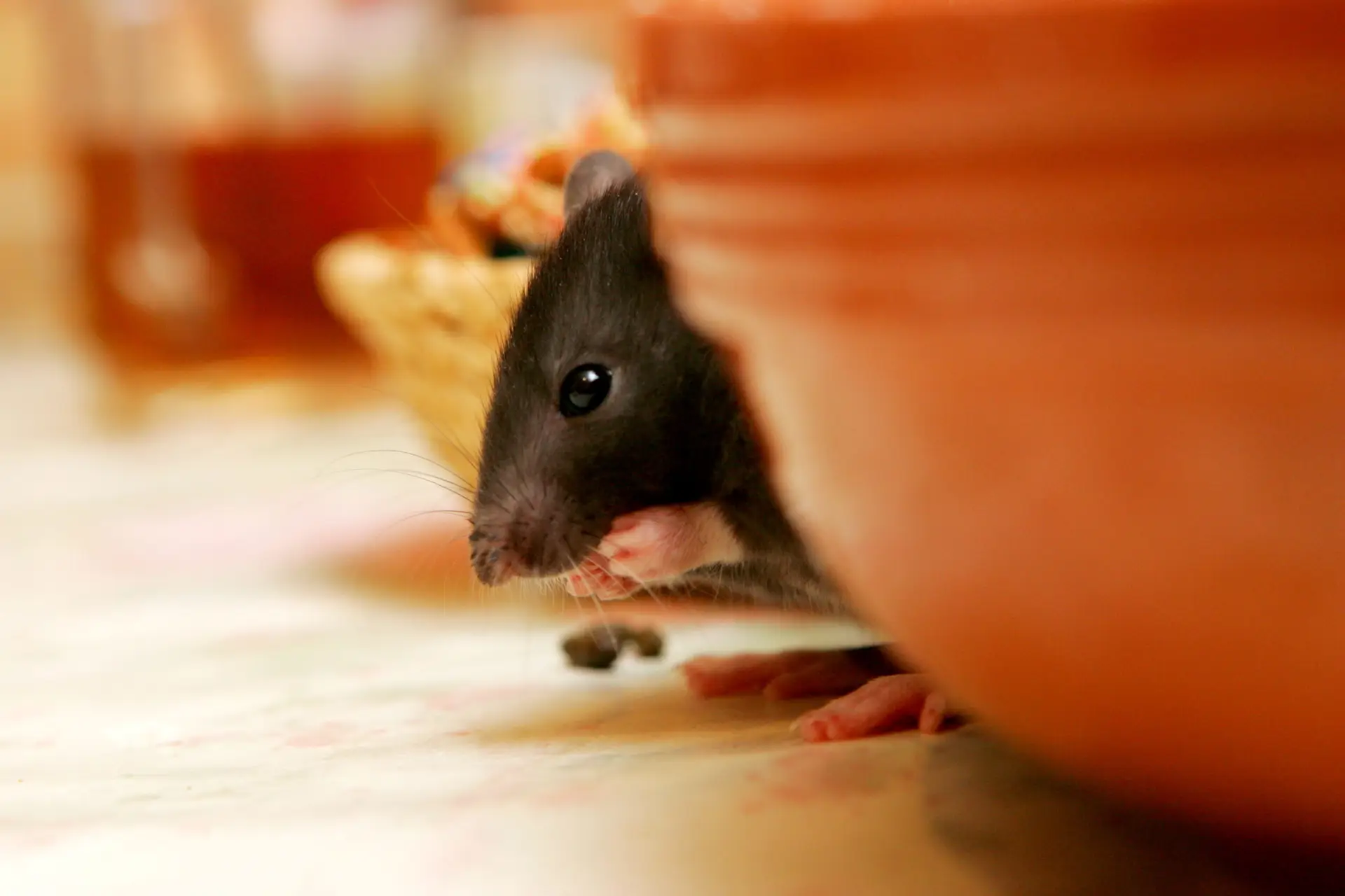 A small black mouse, one of the clever rodents in winter, peeks out from behind an orange dish on a light-colored surface, holding food in its tiny paws.