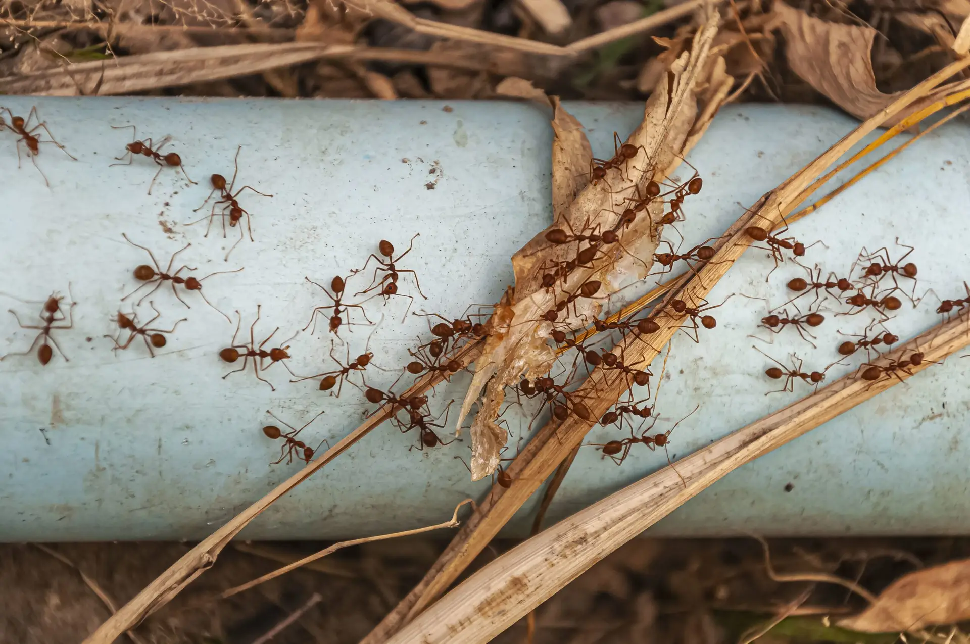 A group of reddish-brown ants crawls on and around dry grass and a pale blue pipe, with dry leaves and soil nearby, highlighting their busy activity in a natural setting.