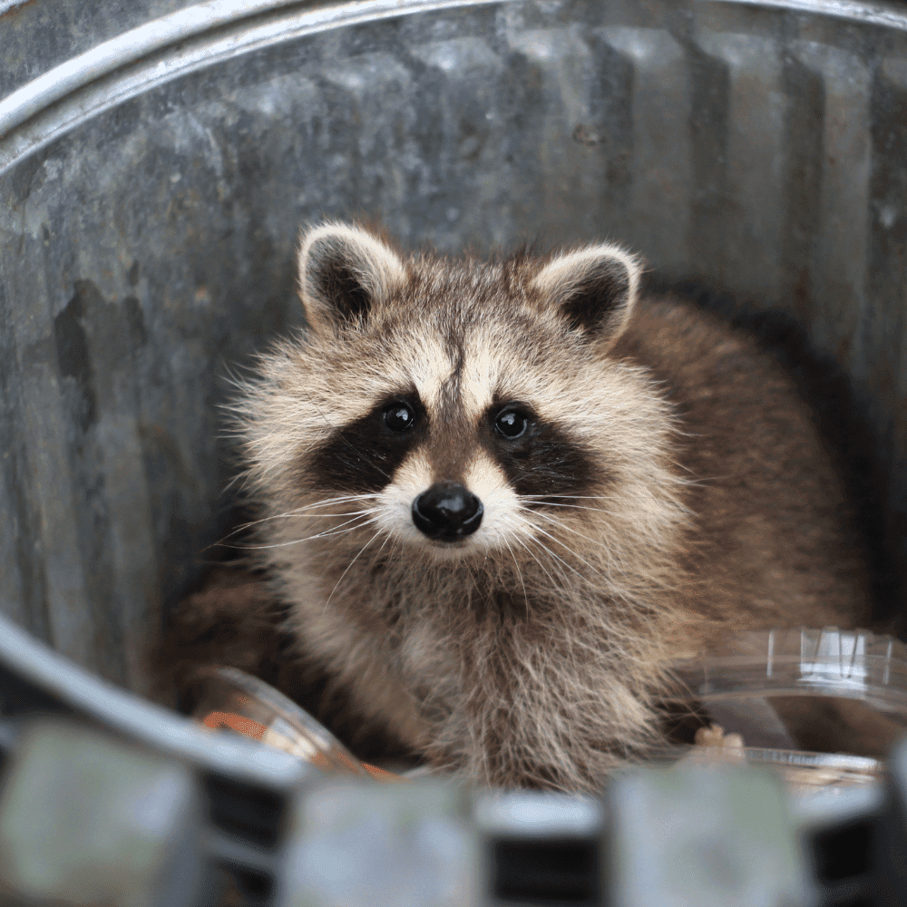 A raccoon with a bushy tail and dark facial markings sits inside a metal trash can, looking up with wide eyes—a familiar scene that highlights the need for effective raccoon control to prevent foraging in urban areas.