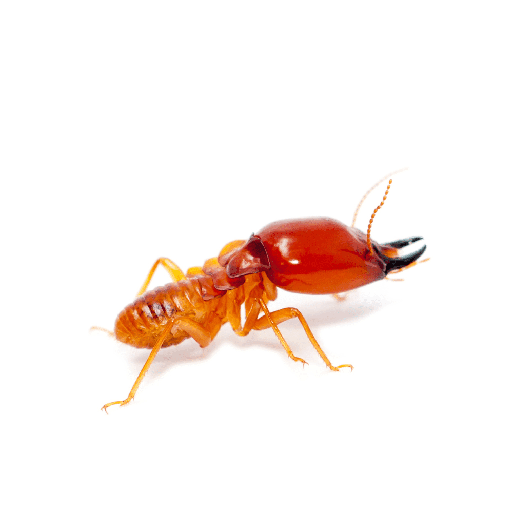 A close-up of a reddish-orange termite with prominent jaws, six legs, and long antennae, shown isolated to highlight features important for raccoon control.