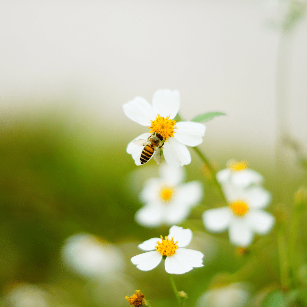 bee removal services dallas, denton fort worth, frisco, mckinney