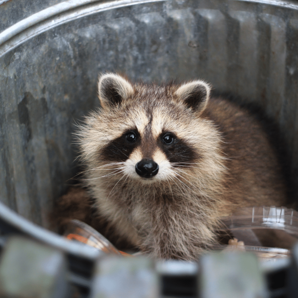 racoon control in Dallas-Fort Worth